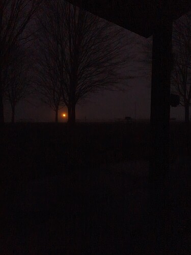 Looking out into fog with shrouded trees and a distant light